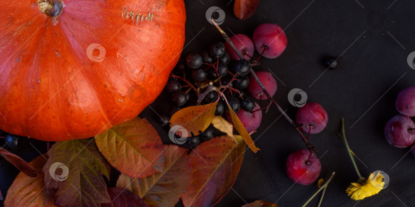 Скачать осенний натюрморт - тыква, ягоды, желтые листья на темном фоне фотосток Ozero