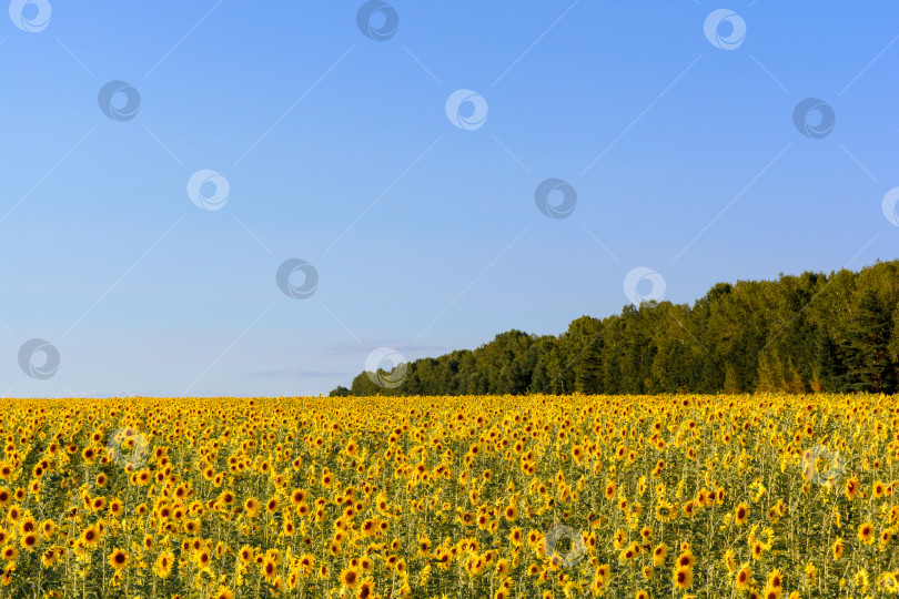 Скачать поле подсолнухов на фоне голубого неба фотосток Ozero