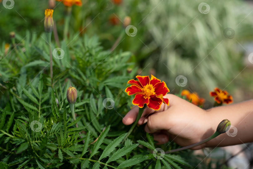 Скачать Детская рука срывает цветок календулы фотосток Ozero