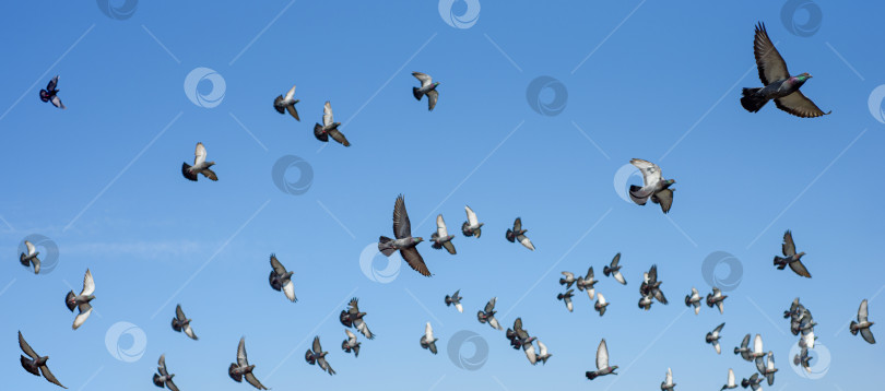 Скачать Стая голубей летит по голубому небу фотосток Ozero