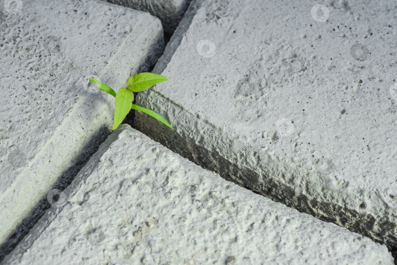 Скачать маленький зеленый росток среди бетона. Символ силы и фотосток Ozero