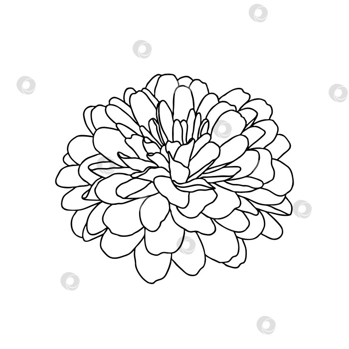 Скачать Линейный рисунок цветка хризантемы, выделенного на белом фоне фотосток Ozero