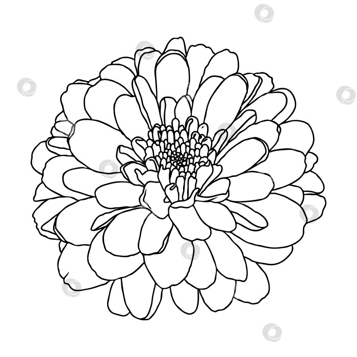 Линейный рисунок мини-цветка хризантемы на белом фоне - Ozero - российский  фотосток