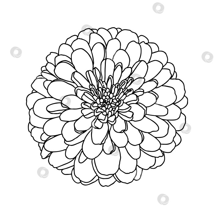 Линейный рисунок мини-цветка хризантемы, выделенного на белом фоне - Ozero  - российский фотосток