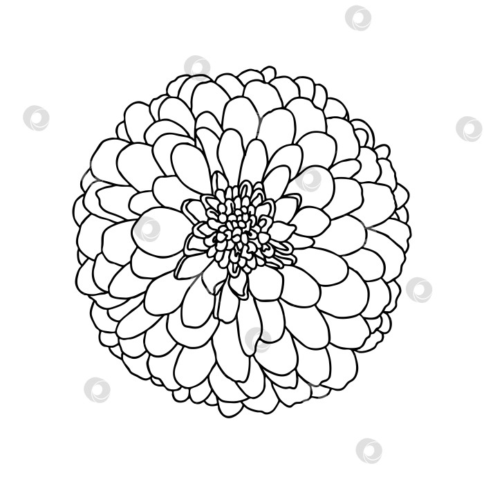 Скачать Линейный рисунок цветка хризантемы, изолированного на белом фоне фотосток Ozero