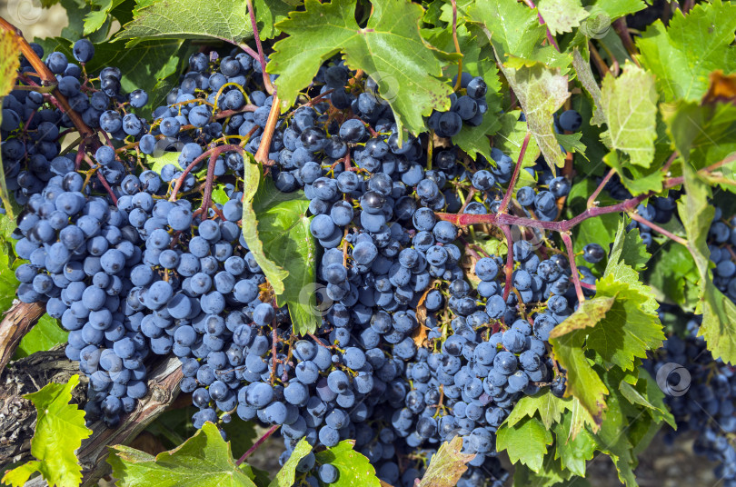 Скачать Спелые гроздья темно-синего винограда. фотосток Ozero