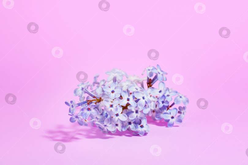 Скачать Креативный цветочный минималистичный фон. Ветка сирени, выделенная на розовом фоне резкими тенями. фотосток Ozero