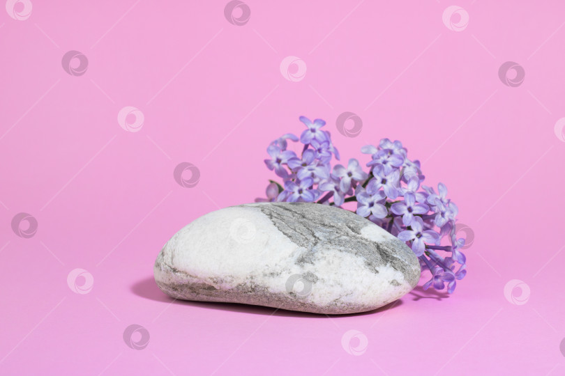 Скачать серо-белый камень в качестве подиума, с сиреневыми цветами на розовом фоне с резкими тенями. Минимальная пустая сцена презентации косметического продукта. Геометрический эко-подиум. фотосток Ozero