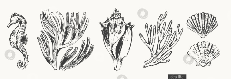 Скачать Набросок черными чернилами ракушек, водорослей, кораллов, морского конька фотосток Ozero