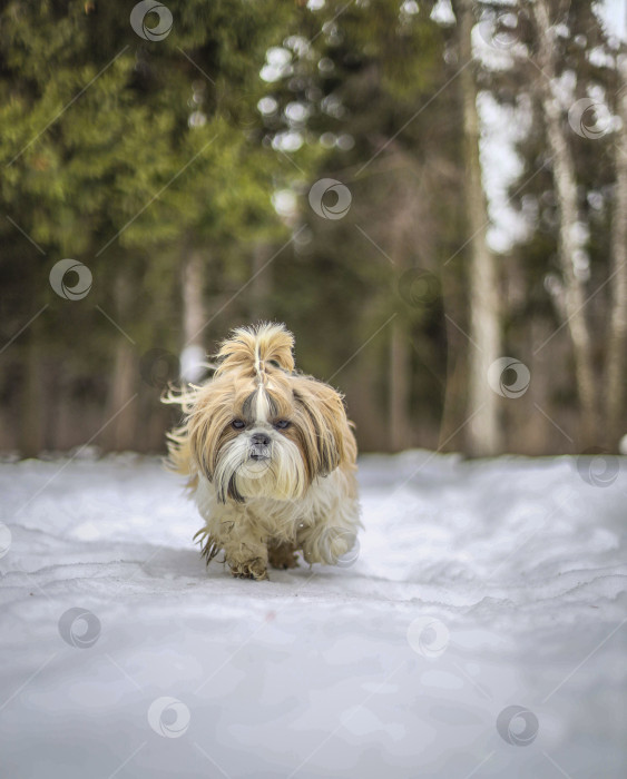 Скачать собака ши тцу гуляет зимой фотосток Ozero