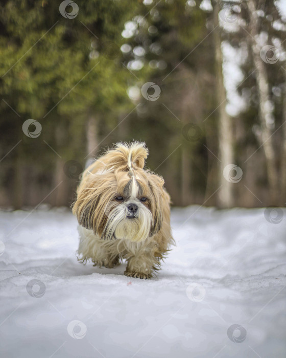 Скачать собака ши тцу гуляет зимой фотосток Ozero