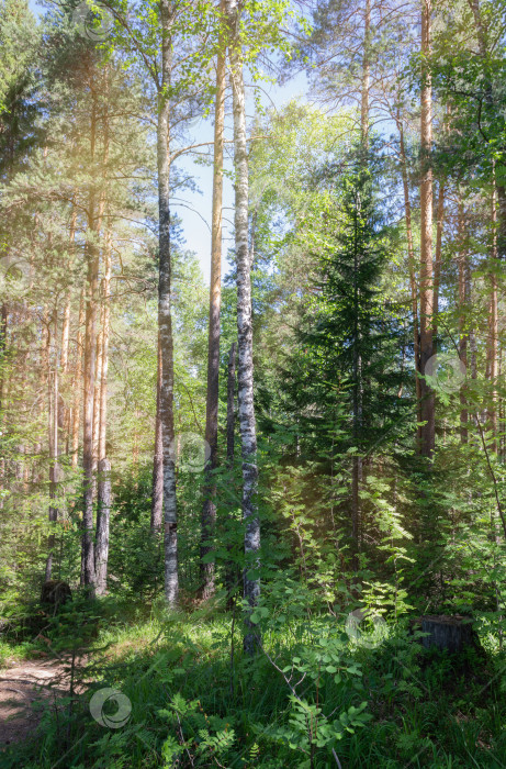 Скачать Деревья в лесу в солнечном свете. фотосток Ozero