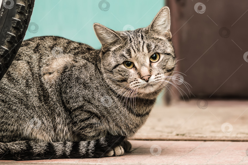 Скачать Серая полосатая кошка фотосток Ozero