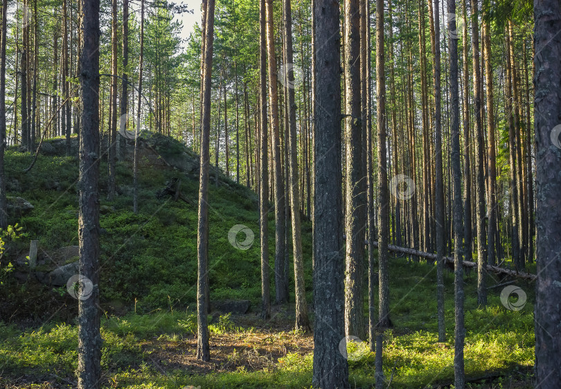 Скачать Зеленый холм в хвойном лесу фотосток Ozero