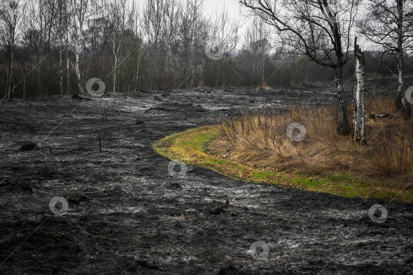Скачать Последствия сжигания сухой травы в лесу фотосток Ozero