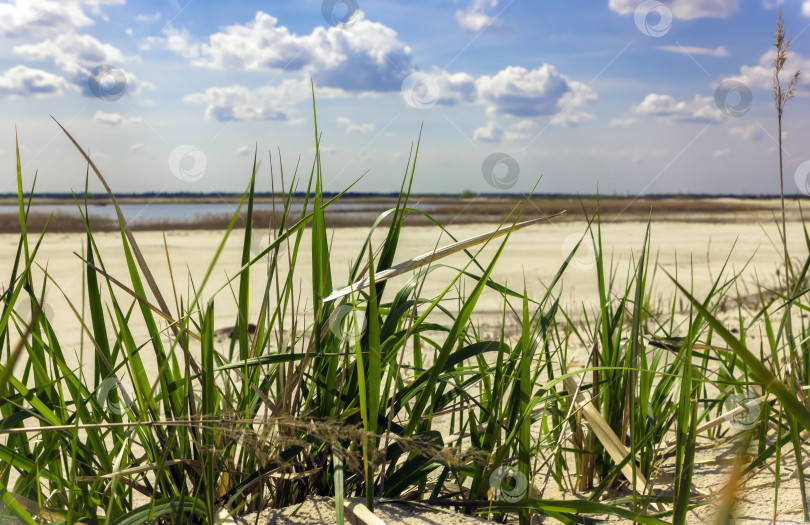 Скачать Зеленая трава крупным планом на Песчаном пляже фотосток Ozero