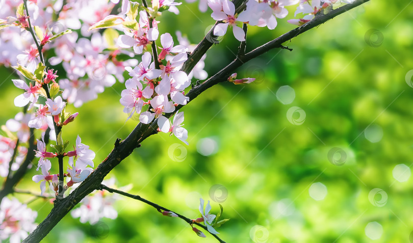 Скачать Весенний фон с цветущей китайской вишней фотосток Ozero