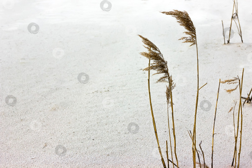 Скачать Тростник на белом песке фотосток Ozero