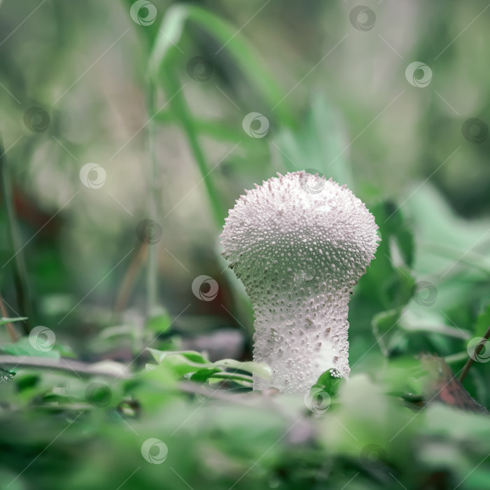 Скачать Пухлый гриб в лесу фотосток Ozero