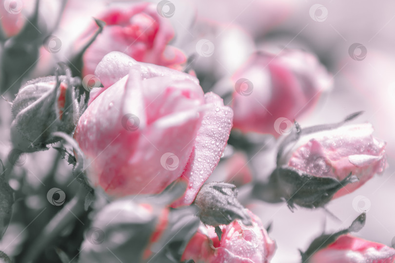 Скачать Размытый цветочный фон из роз фотосток Ozero
