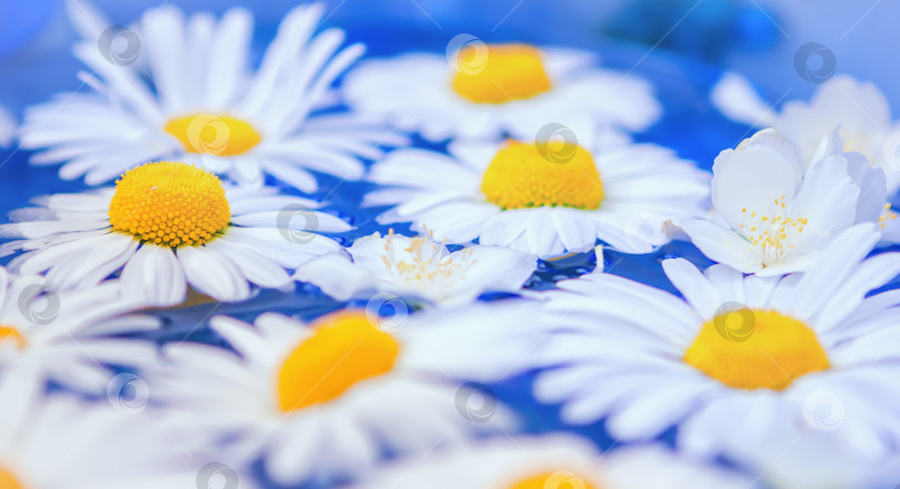 Скачать Цветы маргариток или хризантем крупным планом фотосток Ozero