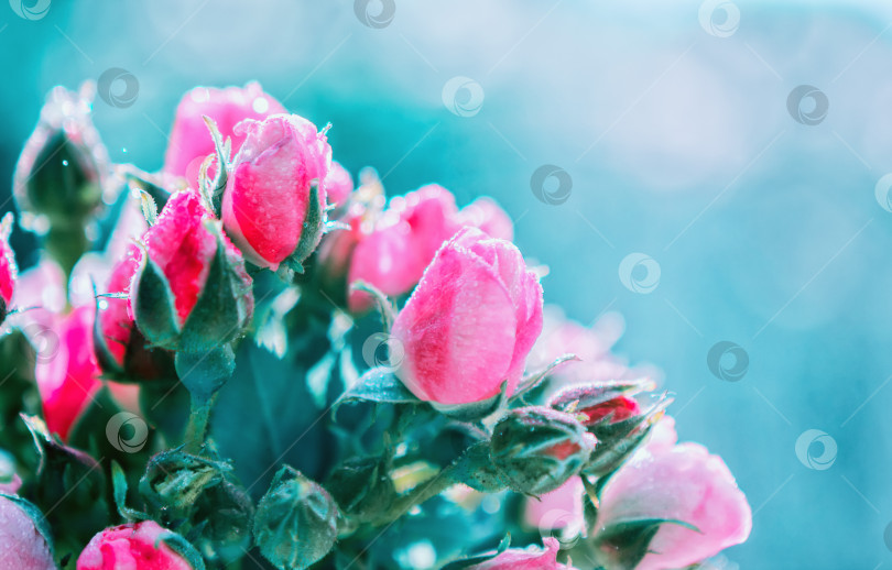 Скачать Размытый цветочный фон из роз и синего Боке фотосток Ozero
