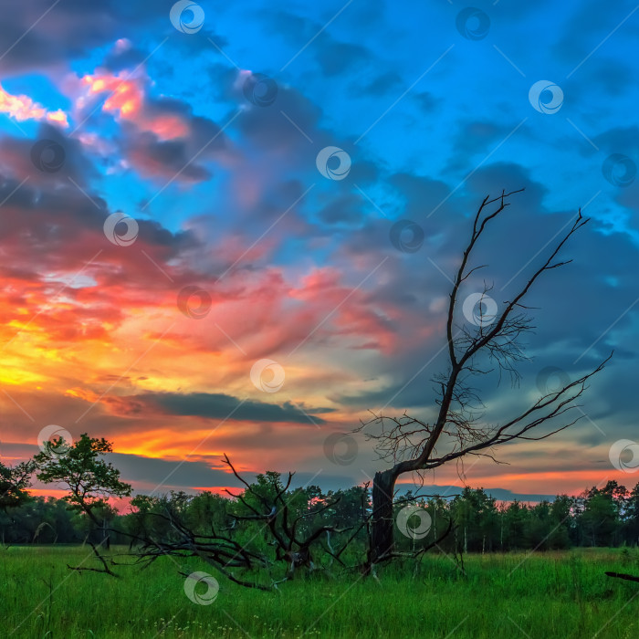 Скачать Мертвый лес на фоне драматического заката фотосток Ozero