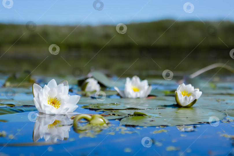 Скачать Белые водяные лилии в пруду фотосток Ozero