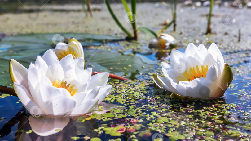 Скачать Белые водяные лилии в пруду фотосток Ozero