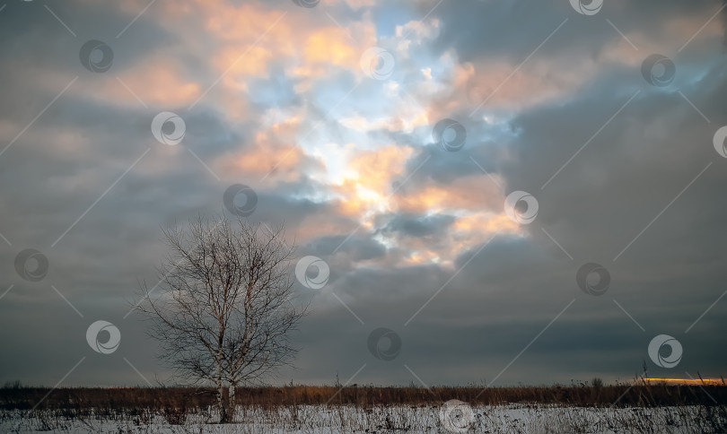 Скачать Одинокое дерево в Заснеженном поле фотосток Ozero