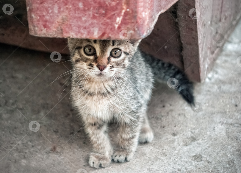 Скачать Бездомный котенок на улице фотосток Ozero