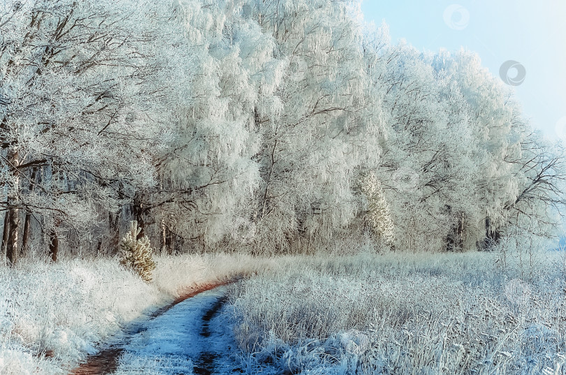 Скачать Зимний пейзаж с Лесной тропинкой фотосток Ozero