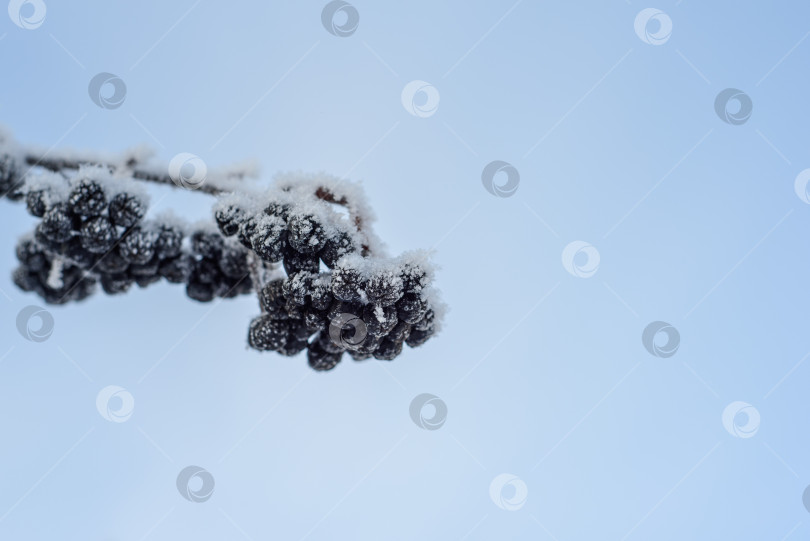 Скачать Замороженная черноплодная рябина на ветке зимой на открытом воздухе. Корм для птиц фотосток Ozero
