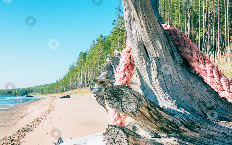 Скачать Коряги и веревка на солнечном песчаном пляже фотосток Ozero