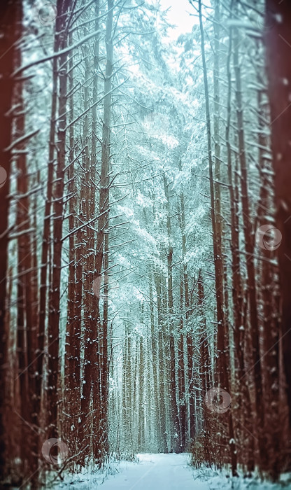 Скачать Тропинка в Заснеженном Хвойном лесу фотосток Ozero