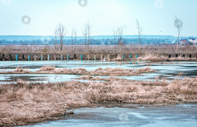 Скачать Чайки у Замерзшей воды В Поле фотосток Ozero