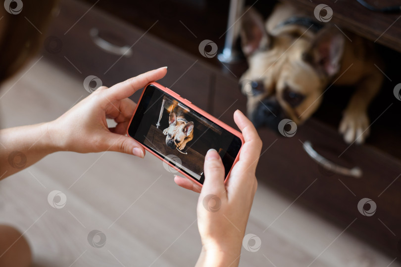Скачать Женщина фотографирует французского бульдога на камеру телефона. Фотография фотосток Ozero