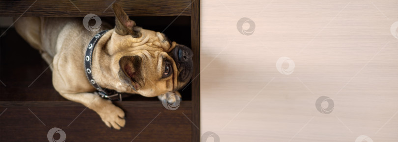 Скачать Коричневый щенок французского бульдога выглядывает из ниши шкафа. Копии фотосток Ozero