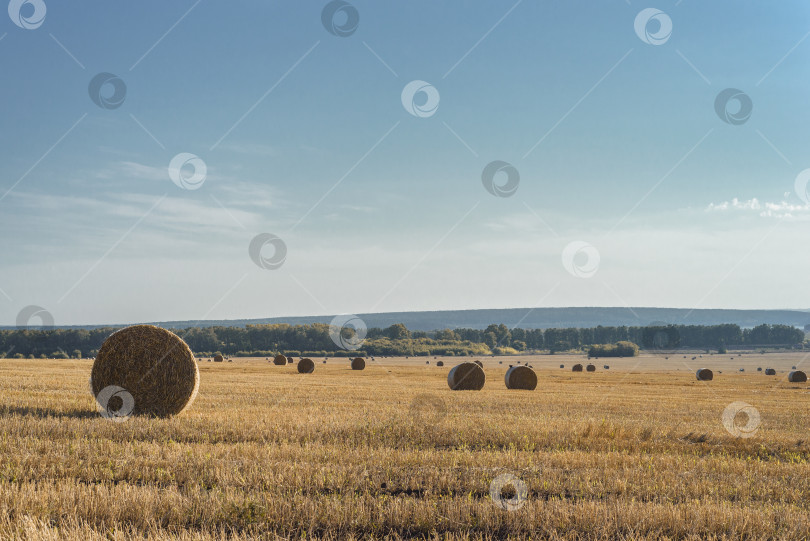 Скачать роллхей в поле. сельский пейзаж, осенний сбор урожая фотосток Ozero