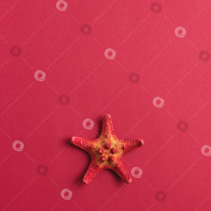 Скачать Красный минималистичный фон с морской звездой и местом для текста. фотосток Ozero