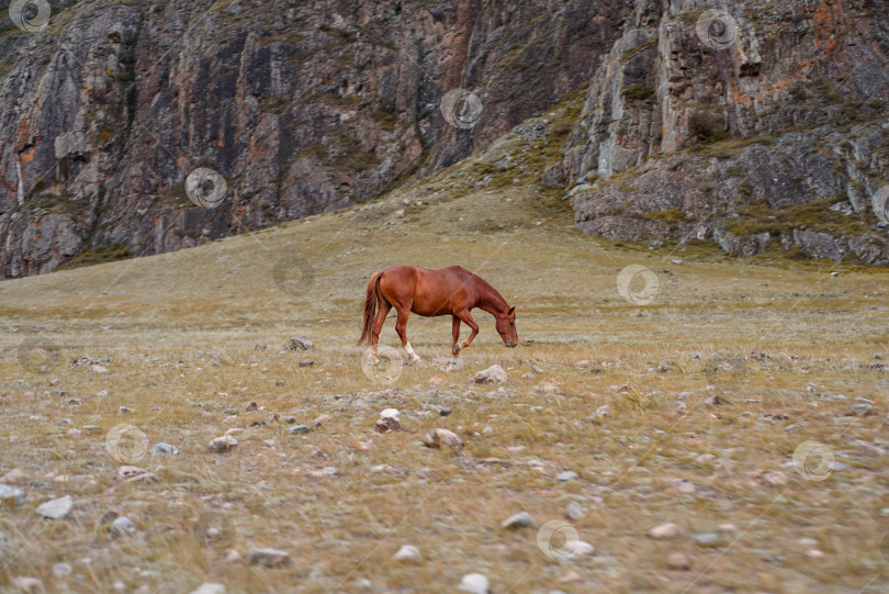 Скачать Бурый конь среди гор фотосток Ozero