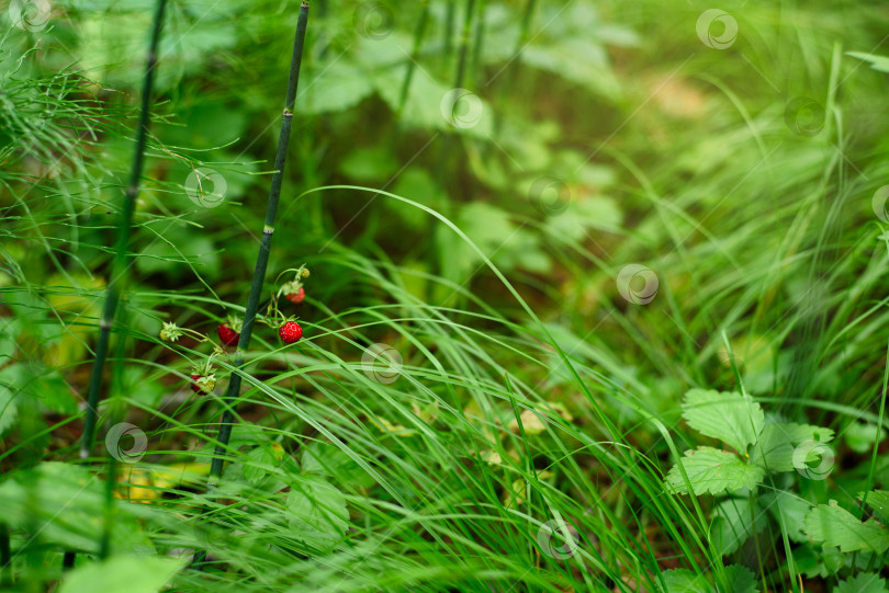 Скачать Красная клубника в лесу на зеленом фоне фотосток Ozero