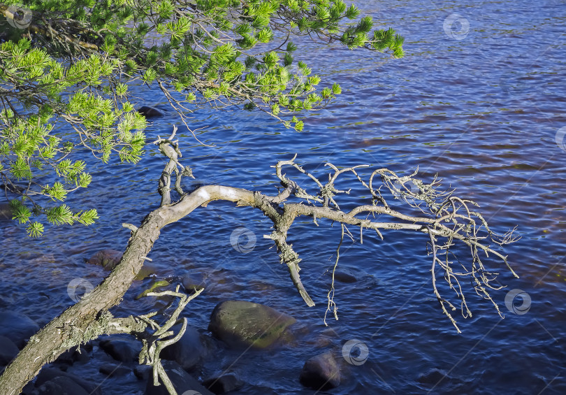Скачать Ветви Деревьев На Фоне Озерной Ряби фотосток Ozero