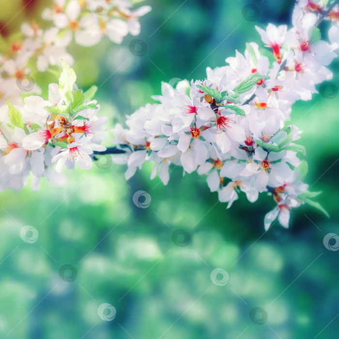 Скачать Весенний голубоватый цветочный фон фотосток Ozero