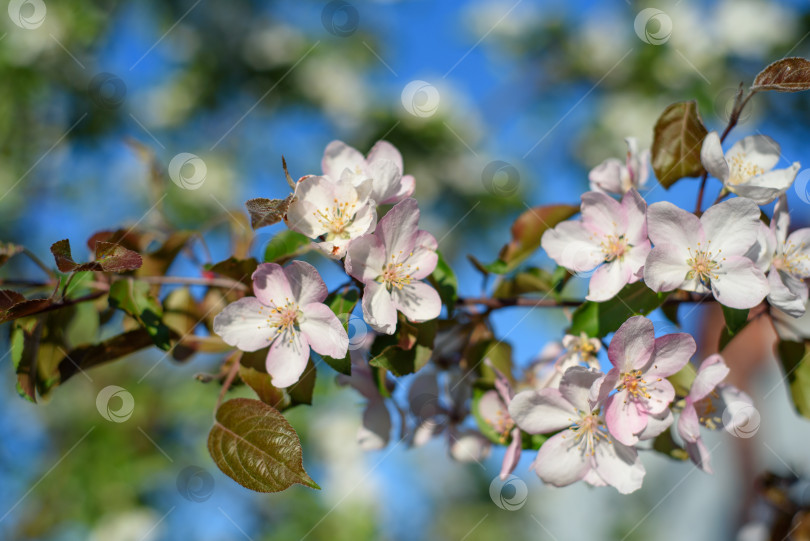Скачать красивая ветка цветущей яблони весной фотосток Ozero