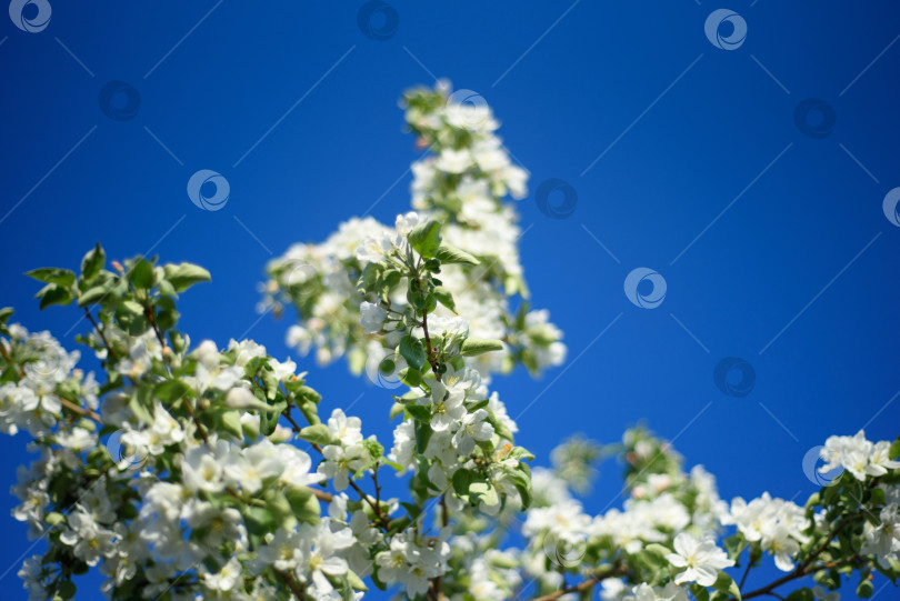 Скачать красивая ветка цветущей яблони весной и голубые листья фотосток Ozero