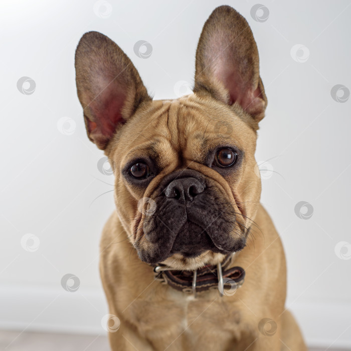 Скачать портрет щенка французского бульдога фотосток Ozero