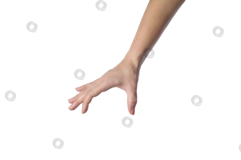 Скачать женская рука что-то держит. Изолированный фотосток Ozero
