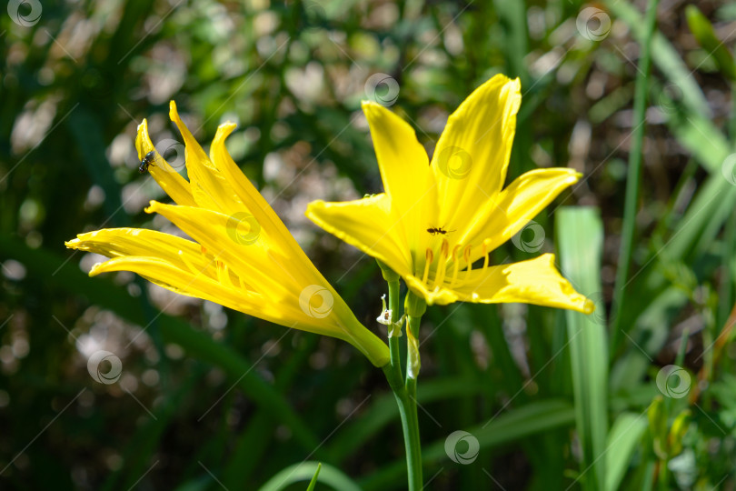 Скачать весенние цветы - две солнечно-желтые лилии фотосток Ozero