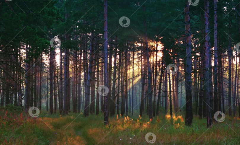 Скачать Солнечные лучи в Летнем лесу фотосток Ozero